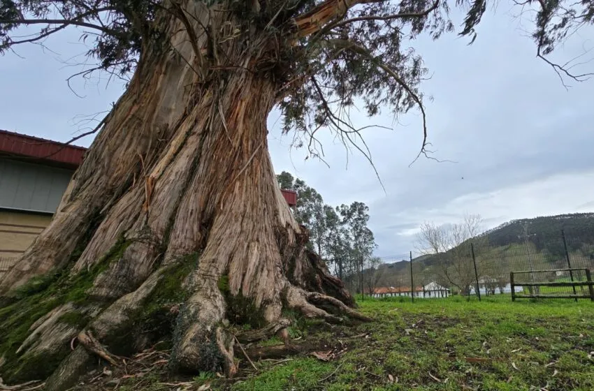  En Rincones de Cantabria el Eucaliptón de Viérnoles: un gigante natural en Cantabria