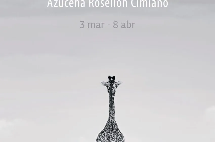 Noticias de Cantabria | El Cántabro | El próximo 3 de marzo se inaugura en la calle Consolación la exposición ‘ANIMA-L’