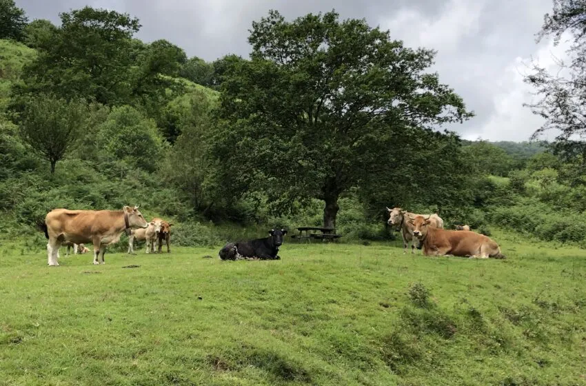 Noticias de Cantabria | El Cántabro | El Gobierno de Cantabria convoca las ayudas de la Solicitud Única para 2025, por un importe superior a los 13,6 millones