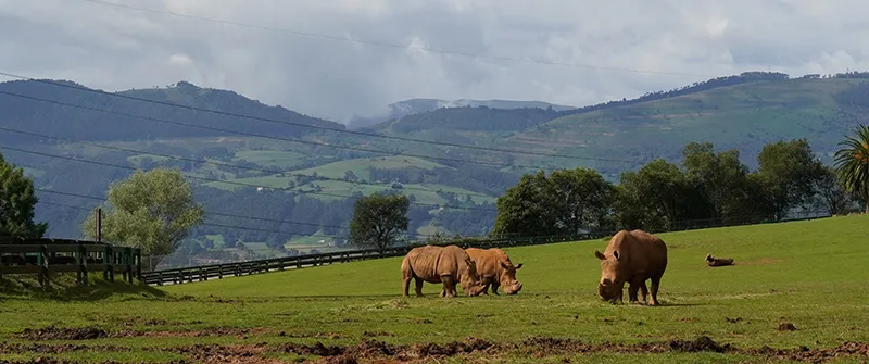 Noticias de Cantabria | El Cántabro | El Parque de la Naturaleza de Cabárceno acogerá este sábado una jornada de plantación de bosque autóctono
