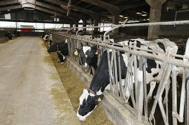  Desarrollo Rural abona a 817 ganaderos cerca de 8 millones de la ayuda para la producción sostenible de leche de vaca