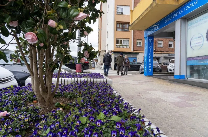 Noticias de Cantabria | El Cántabro | Camargo comienza la plantación de 3.000 flores de temporada para embellecer los espacios públicos