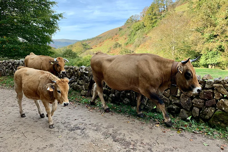 Noticias de Cantabria | El Cántabro | Desarrollo Rural convoca los 170.000 euros en ayudas para agrupaciones de defensa sanitaria ganadera
