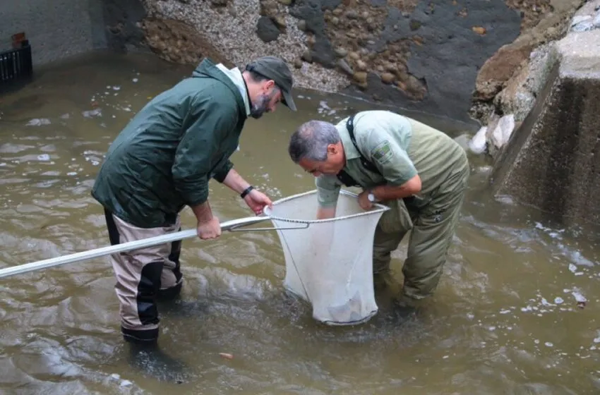  El Gobierno de Cantabria expedirá los permisos para sobrantes de salmón los días 12, 13, 14 de marzo