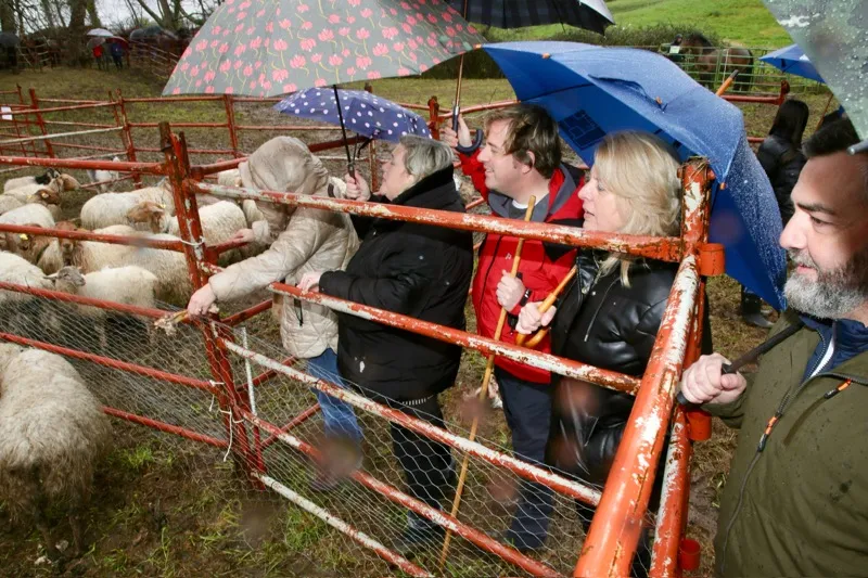 Noticias de Cantabria | El Cántabro | Susinos asiste a la Feria de San Benito de Barcenaciones que ha contado con la presencia de 38 ganaderías y 250 animales