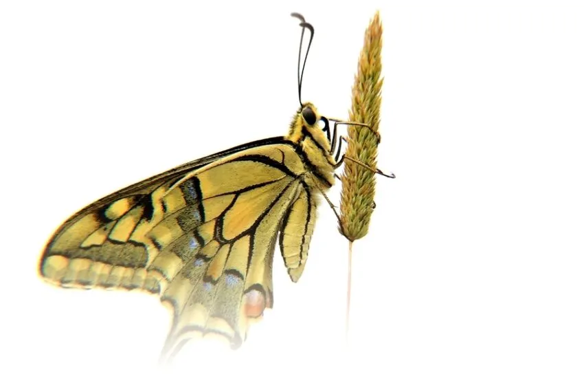 Noticias de Cantabria | El Cántabro | Santander pone en marcha su primer concurso de fotografía de la naturaleza