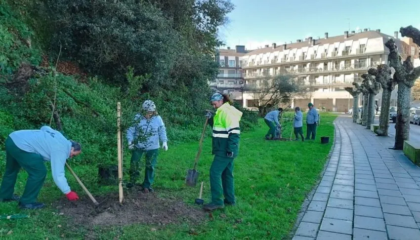  El Ayuntamiento de Colindres planta un centenar de árboles en el casco urbano