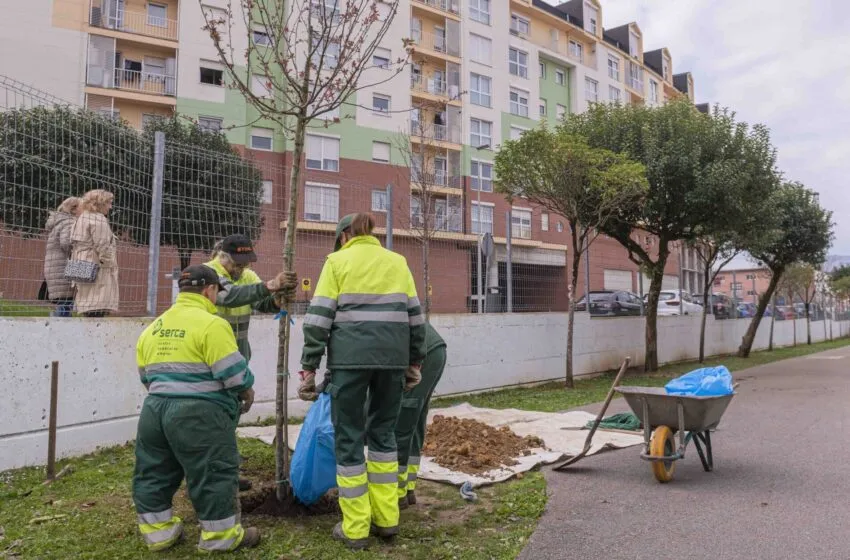 Noticias de Cantabria | El Cántabro | Empieza la plantación de árboles frutales en colegios con el programa municipal de ‘Huertos Escolares’