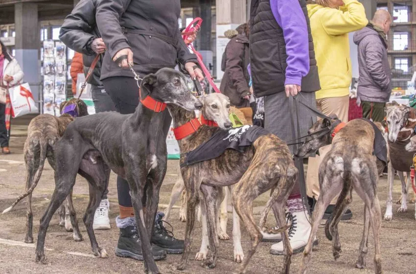 Noticias de Cantabria | El Cántabro | La Junta de Gobierno aprueba la resolución de la convocatoria de ayudas a entidades que desarrollan proyectos de bienestar animal
