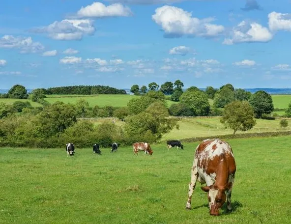  Cantabria pide al Gobierno de Sánchez que arregle sus problemas informáticos y pague correctamente a los ganaderos