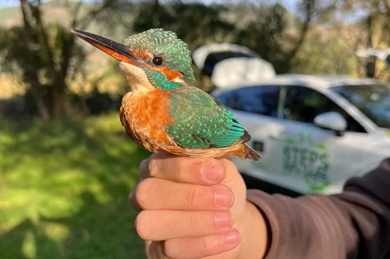  La Fundación Camino Lebaniego organiza este domingo en Tina Menor un anillamiento de aves por el Día Mundial de la Vida Silvestre
