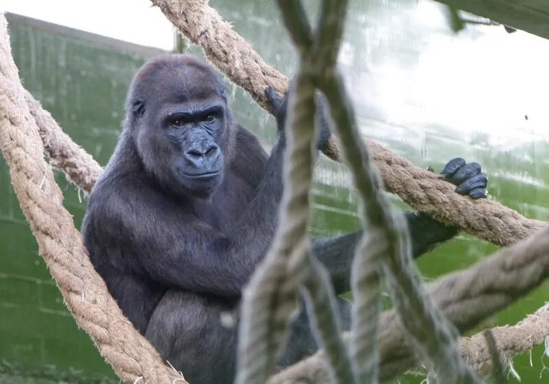 Noticias de Cantabria | El Cántabro | El Parque de la Naturaleza de Cabárceno recibe un nuevo gorila hembra procedente del Zoo de Frankfurt