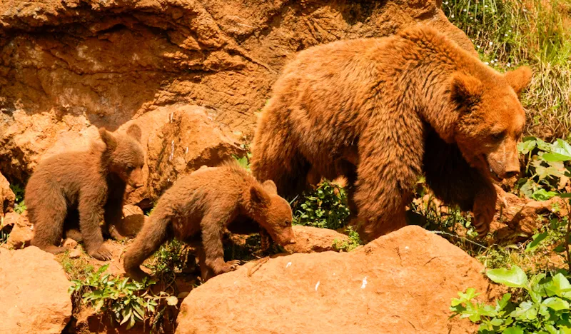  El Parque de la Naturaleza de Cabárceno organiza los ‘Viernes temáticos’ y rutas interpretativas sobre el oso pardo