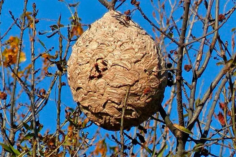 Noticias de Cantabria | El Cántabro | Los ayuntamientos ya pueden solicitar las ayudas del Gobierno para prevenir la avispa asiática