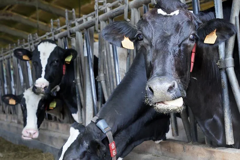 Noticias de Cantabria | El Cántabro | Desarrollo Rural convoca las ayudas a ganaderos para pruebas diagnósticas, vacunaciones y medidas sanitarias
