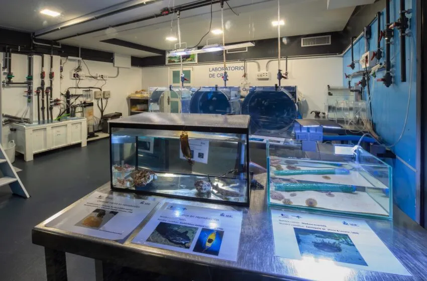 Noticias de Cantabria | El Cántabro | Nacen en el Museo Marítimo del Cantábrico ejemplares de rayas onduladas y pintarrojas