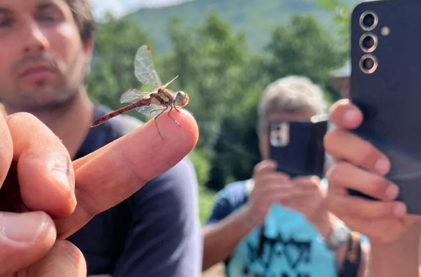 Noticias de Cantabria | El Cántabro | La flora primaveral de Caloca y los anfibios nocturnos de la Senda del Nansa protagonistas de los ‘Safaris’ organizados por la Fundación Camino Lebaniego de este mes de abril