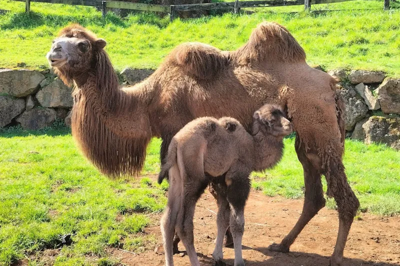Noticias de Cantabria | El Cántabro | El Parque de la Naturaleza de Cabárceno da la bienvenida a una cría hembra de camello bactriano