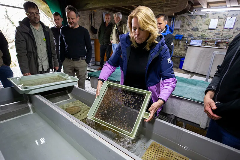 El Gobierno de Cantabria impulsa la repoblación de la trucha con la suelta de más de 6.000 alevines en el río Gándara