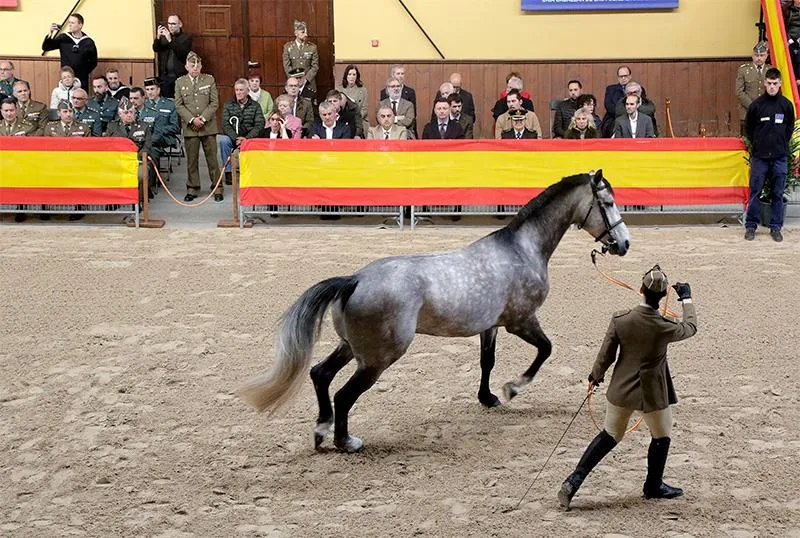 Noticias de Cantabria | El Cántabro | Media participa en el acto de 'Presentación de Sementales 2025' del Centro Militar de Cría Caballar de Mazcuerras