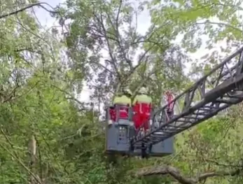  Retiran un árbol caído sobre el tendido telefónico en Roiz (Valdáliga)