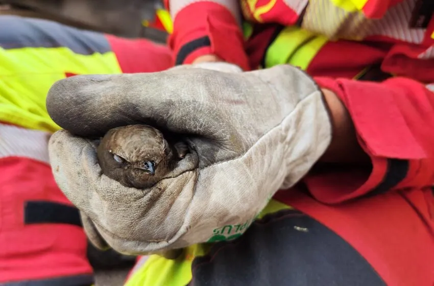 Rescatado un vencejo atrapado por el cuello en el alero de una vivienda en Matamorosa