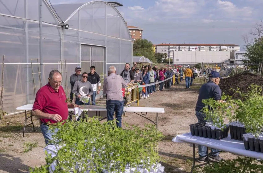 Noticias de Cantabria | El Cántabro | Reparto gratuito de 15.000 plantas de tomate en los viveros de La Jurona en Campuzano