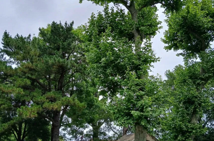 Noticias de Cantabria | El Cántabro | Cultura celebra el Día Internacional del Medio Ambiente con un taller sobre los usos tradicionales de la madera en el Museo Etnográfico de Cantabria