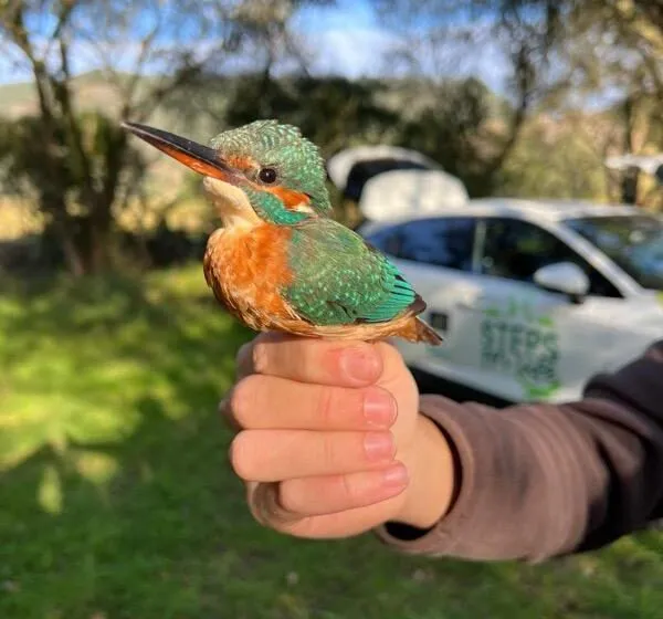 Noticias de Cantabria | El Cántabro | Los Safaris del Camino encaran su recta final con cinco actividades para los meses de mayo y junio