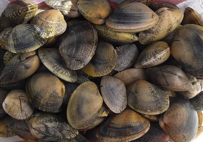 Noticias de Cantabria | El Cántabro | El Gobierno modifica el plan de explotación de almeja en las zonas de producción de moluscos de Santoña para la campaña 2025