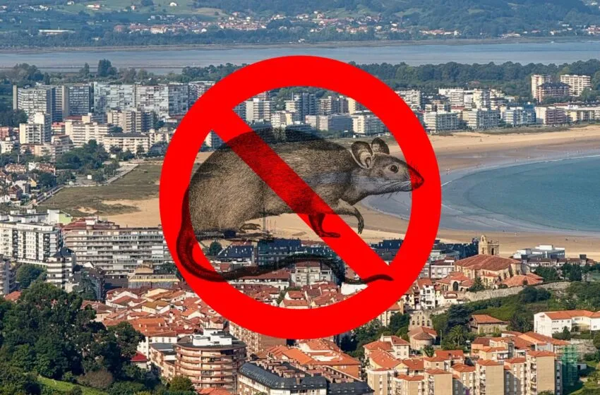  Laredo pone en marcha un servicio directo para combatir la presencia de ratas en el municipio