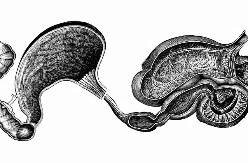 Noticias de Cantabria | El Cántabro | Alfonso Borragán presenta en la Casa de Velázquez su investigación sobre la geofagia