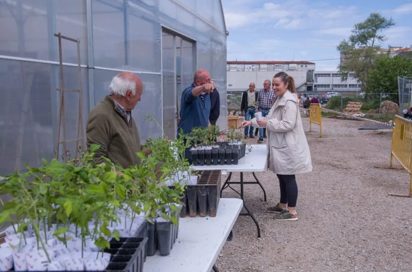 Noticias de Cantabria | El Cántabro | Este jueves se repartirán 15.000 plantas de tomate en los viveros de La Jurona, Campuzano