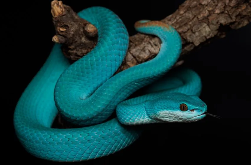 El Parque de Cabárceno incorpora tres nuevas especies de serpientes venenosas asiáticas