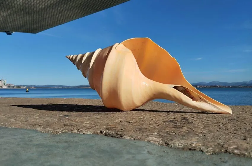  El arte suena a caracola: el Centro Botín celebra el Día Europeo de la Música con experiencias creativas para todos los sentidos