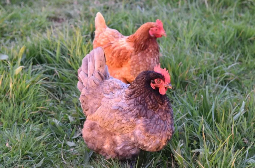 Noticias de Cantabria | El Cántabro | El Gobierno modifica la Orden para facilitar que 1.823 ciudadanos puedan inscribir a sus animales de corral de autoconsumo