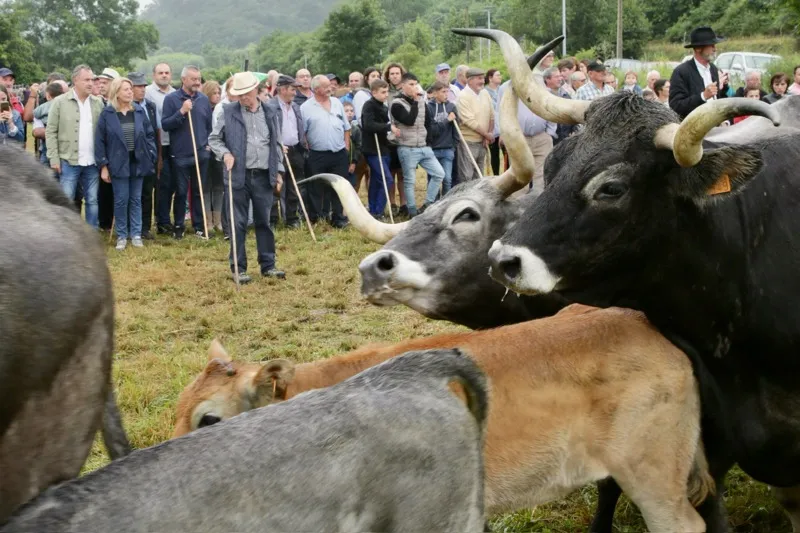  Susinos celebra «el éxito» de la Feria Ganadera de Liérganes que logra reunir 31 ganaderías y unos 1.300 animales