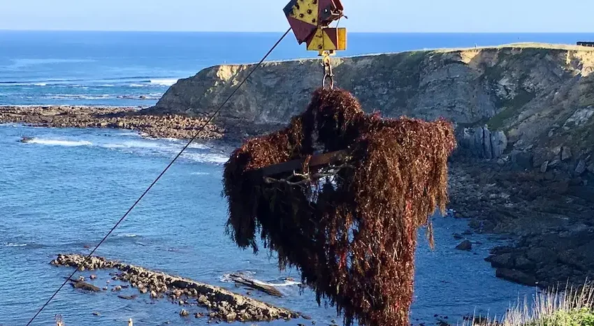 Noticias de Cantabria | El Cántabro | Desarrollo Rural somete a información pública y trámite de audiencia el proyecto de Orden que regula las normas para la explotación de algas Gelidium