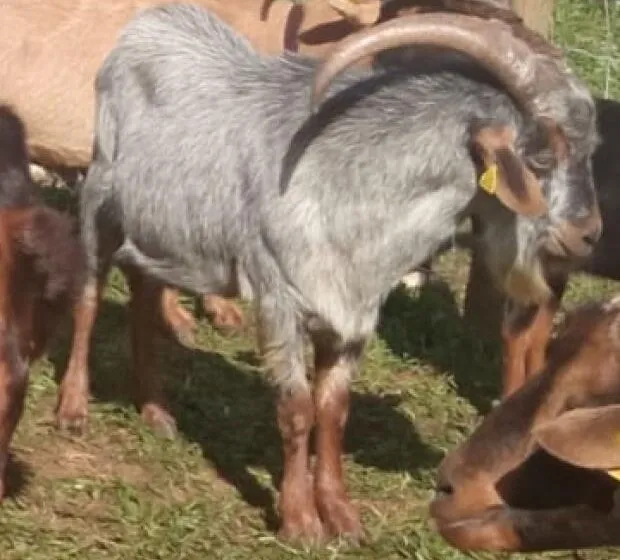 Noticias de Cantabria | El Cántabro | Cantabria recibe una inyección de más de 248.000 euros del Gobierno para blindar su sanidad animal y vegetal