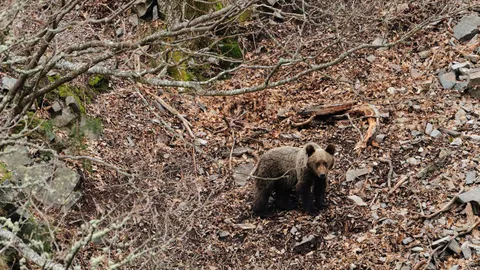 Noticias de Cantabria | El Cántabro | Desarrollo Rural confirma que se ha activado el protocolo para localizar a un oso desorientado en la zona de Campoo