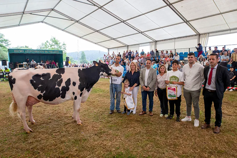 Susinos destaca la referencia del concurso-exposición de ganado vacuno frisón de Renedo de Piélagos en el calendario nacional