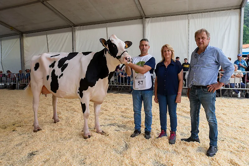 Noticias de Cantabria | El Cántabro | Cudaña Aply Delta-Lambda, vaca Gran Campeona del XXXVII Concurso Exposición de Ganado Vacuno Frisón San Bernabé