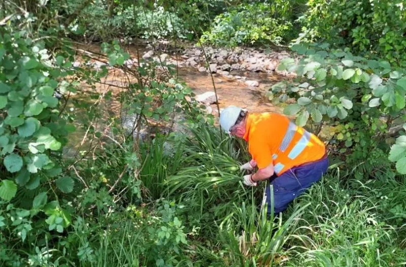 La Confederación Hidrográfica del Cantábrico actúa en el río Agüera para mejorar su estado ecológico en Guriezo