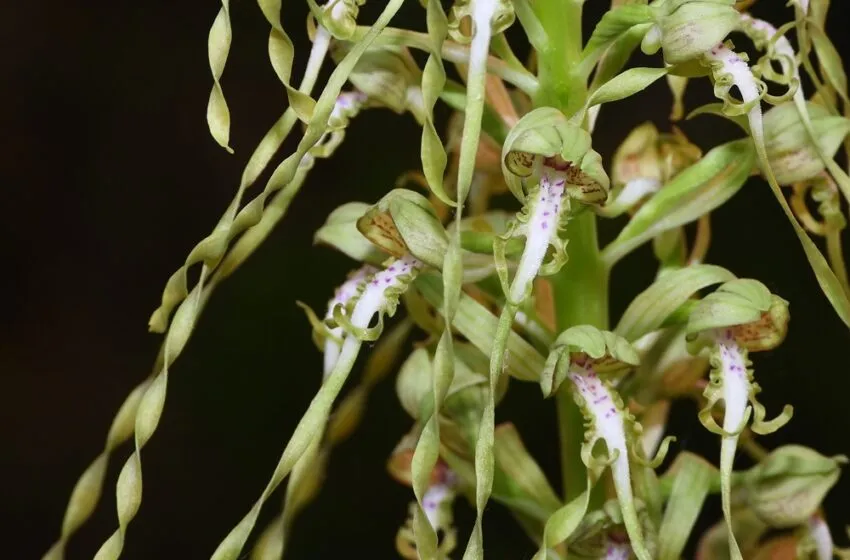 Noticias de Cantabria | El Cántabro | Localizada una nueva especie de orquídea en el campus de la Universidad de Cantabria