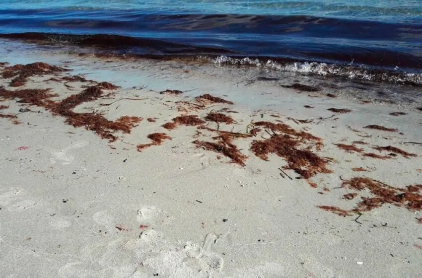 Noticias de Cantabria | El Cántabro | La nueva campaña de extracción de arranque del alga Gelidium comenzará el 1 de agosto en Cantabria