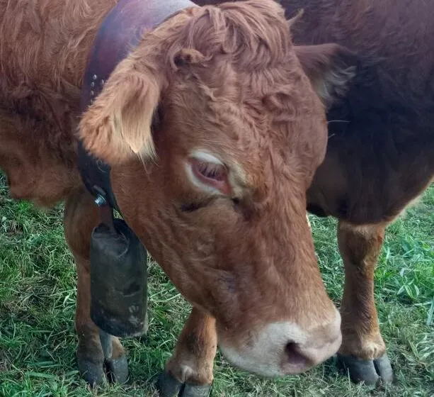 Cantabria recibirá cerca de 250.000 euros del Gobierno para reforzar la sanidad animal y vegetal