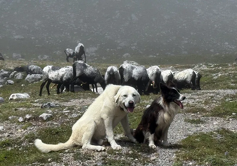  El Gobierno de Cantabria convoca ayudas para prevenir los daños del lobo ibérico y el oso pardo en Cantabria