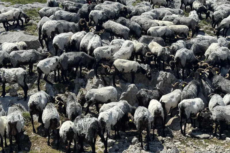 El Gobierno de Cantabria confirma 3 focos positivos del serotipo 3 de lengua azul bovina en Cantabria