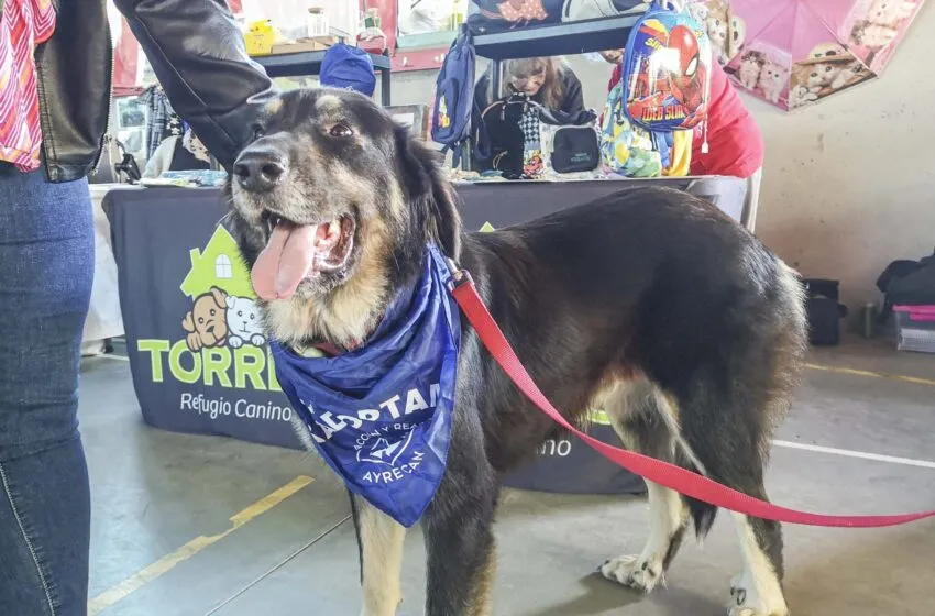 El Ayuntamiento de Torrelavega destina 40.000 euros a subvenciones para proyectos de protección y bienestar animal