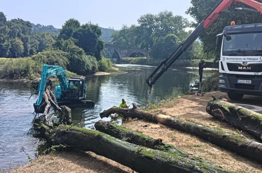 Noticias de Cantabria | El Cántabro | PIÉLAGOS RETIRA LOS TRONCOS DE GRAN TONELAJE DEL ENTORNO DEL MUELLE DE ORUÑA